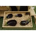 BT.P81008.0000.0000.0000_Saladier_Aubergine_02_dgmeNMp.webp